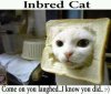 Inbred cat.jpg