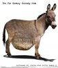 Donkey--6740.238141905_std.jpg