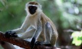 monkey-in-tree-001.jpg