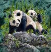 panda-optical-illusion.jpg