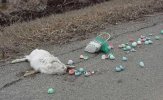 easter_roadkill.jpg