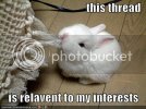 funny-pictures-rabbit-eats-thread.jpg