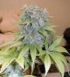 white-rhino-marijuana-3.jpg