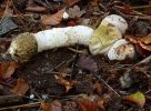 stinkhorn1.jpg