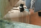 1269892689_kitten-makes-a-jump-for-it.gif