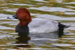 pochard.jpg