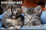 funny-pictures-good-evil-cats.jpg