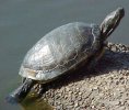 red_eared_slider_01a_averyisland_030702.jpg