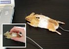 Stuffed-Mouse-Computer-Mouse.jpg