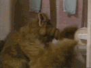 AlfToiletPaper.gif