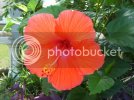 Hibiscus001.jpg