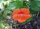 Hibiscus002.jpg