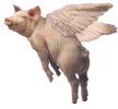 flying_pig.jpg flying_pig.jpg