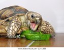 stock-photo-land-turtle-eating-2261388.jpg
