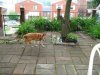 Garden2011 026.jpg