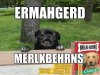 ermahgerd-merlkbehrns-dog-meme-600x452.jpg