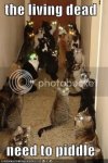 funny-pictures-living-dead-cats-nee.jpg