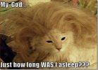 pictures-cat-was-asleep-a-long-time_480x360%5B7%5D.jpg