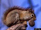 s-SQUIRREL-large.jpg