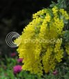 wattle_001.jpg