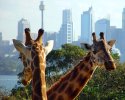australia-taronga-zoo.jpg