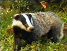 Eurasian_Badger_-_Meles_meles_1.jpg