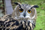 owl.jpg