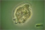 amoeba24.jpg