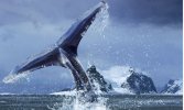 whale-007.jpg