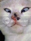 funny-cats-0152.jpg