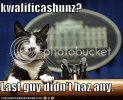 lolcatz.jpg