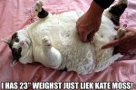 lolcatz.jpg