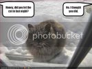 funny-pictures-your-cat-spent-the-night-outside.jpg