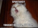 LolCat300l_b880595385f752e52b722e9e.jpg
