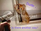 funny_cats_3.jpg