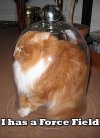 Lol-catz-animal-humor-8906864-363-500.jpg