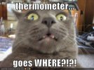 y-pictures-cat-realizes-where-the-thermometer-goes.jpg