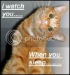 funny-cat.jpg