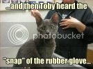 funny-pictures-toby-cat-is-at-the-vet.jpg