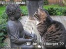funny-pictures-cat-ponders-buddhas-teachings.jpg