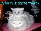 bartercat.jpg