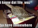 funny-pictures-cat-searches-for-a-file.jpg