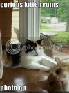 funny-pictures-curious-cat-ruins-photo.jpg