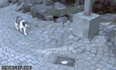 catignore.gif