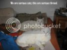 SweetBeasts018.jpg