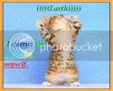 Lolzcatz.jpg