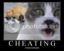 cheating_cats-13296.jpg