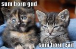 lolcats-good-evil.jpg
