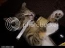 lolcatsdotcomp9qopnd62u1qigmg.jpg