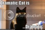 DramaticCat.jpg